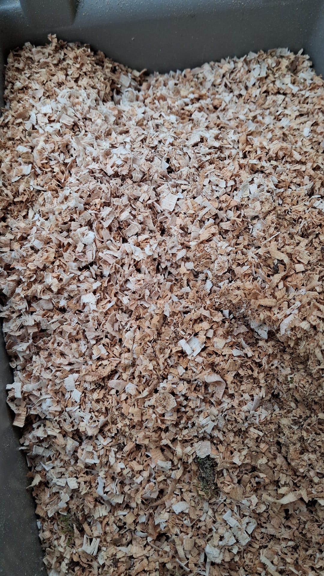 Segatura Grossa Multiuso 100% Naturale e Italiana da 0,5 kg – Mix Pregiato di Carpino, Frassino e Rovere | Per Affumicatura, Lettiere e Protezione Orto Eco-Sostenibile (Copia) - immagine 3